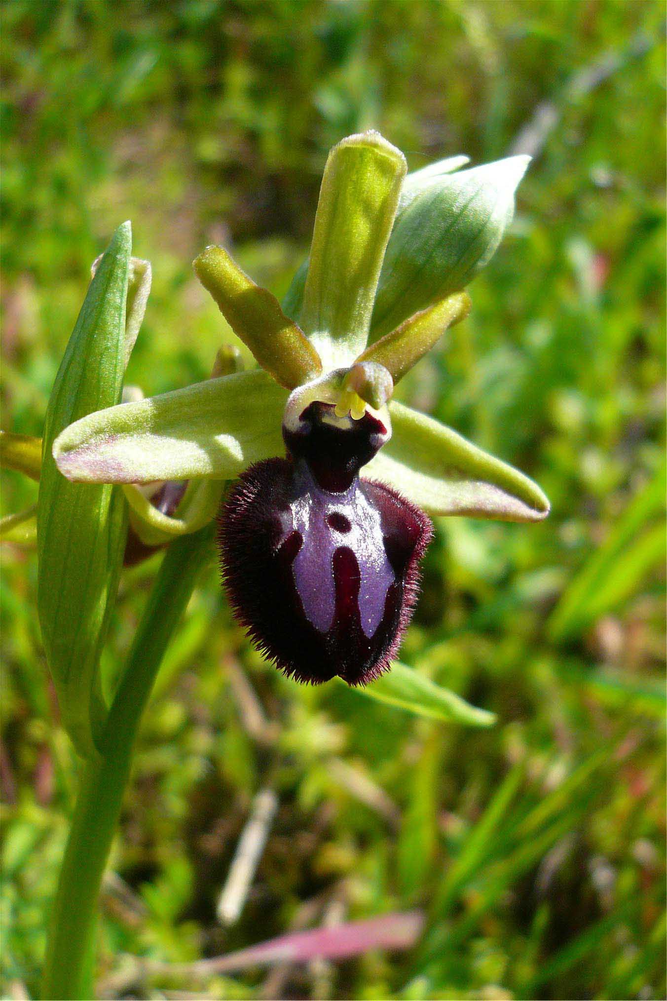 Orchidee nuoresi